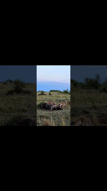 Hyenas Have Breakfast #shorts | #ShortsAfrica | #Septdailyshorts