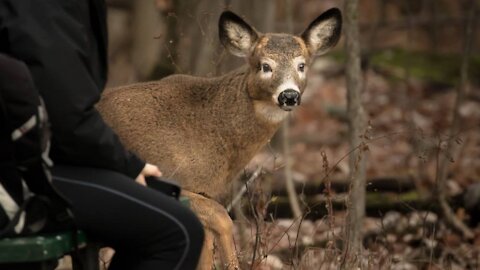 Les cerfs du parc de Longueuil seront finalement abattus d'ici la fin du mois