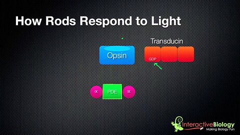 031 How Rods and Cones respond to Light