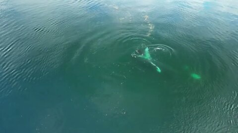 Humpback “Malachite” 29 September 2022 Day Island, WA 4k UHD Version-7