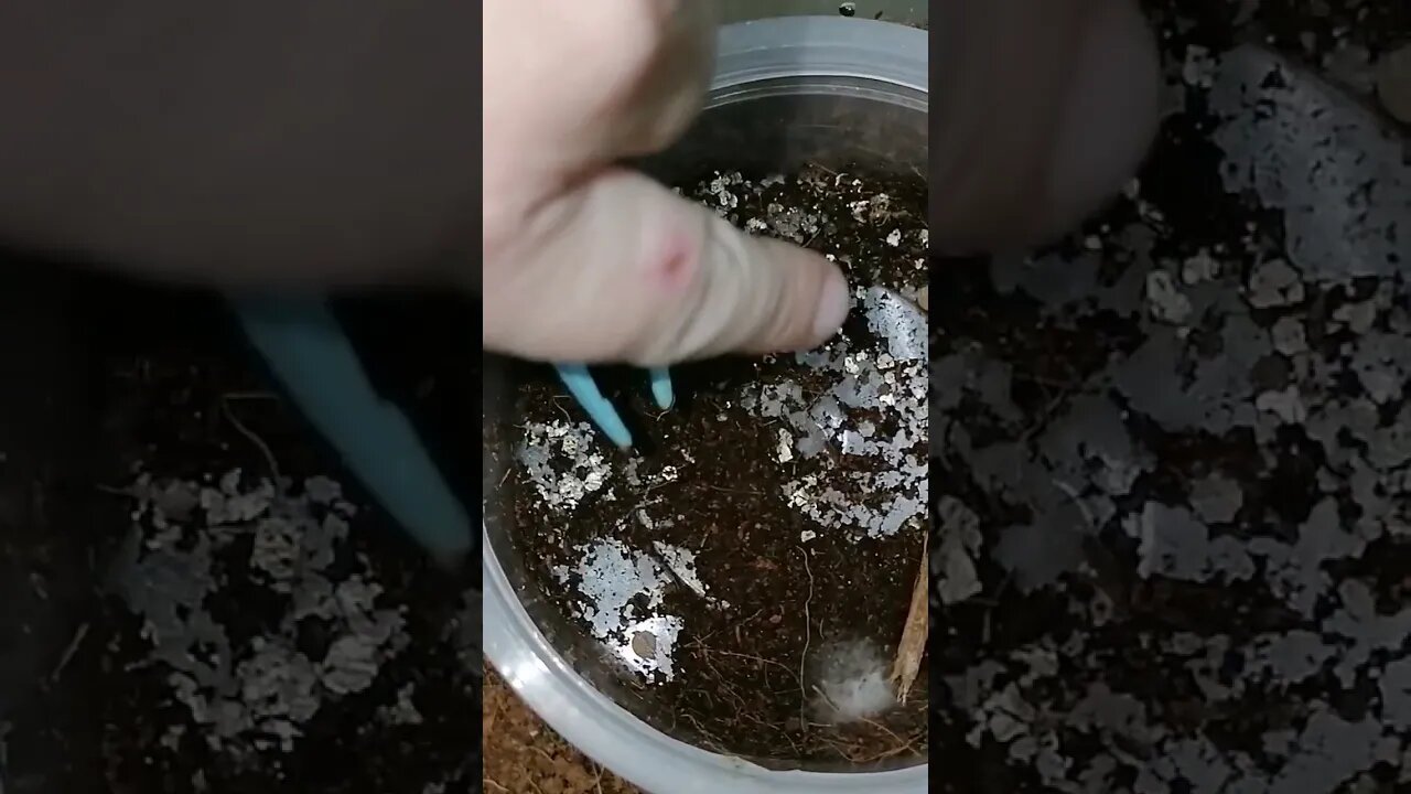 p metallica update Gooty sapphire ornamental 1st instar because the previous video was removed