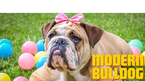 Bulldog Bliss |A Day in the Life of Adorable Bulldogs 🐶 | Bulldog Breeds, Funny Moments |Nature|