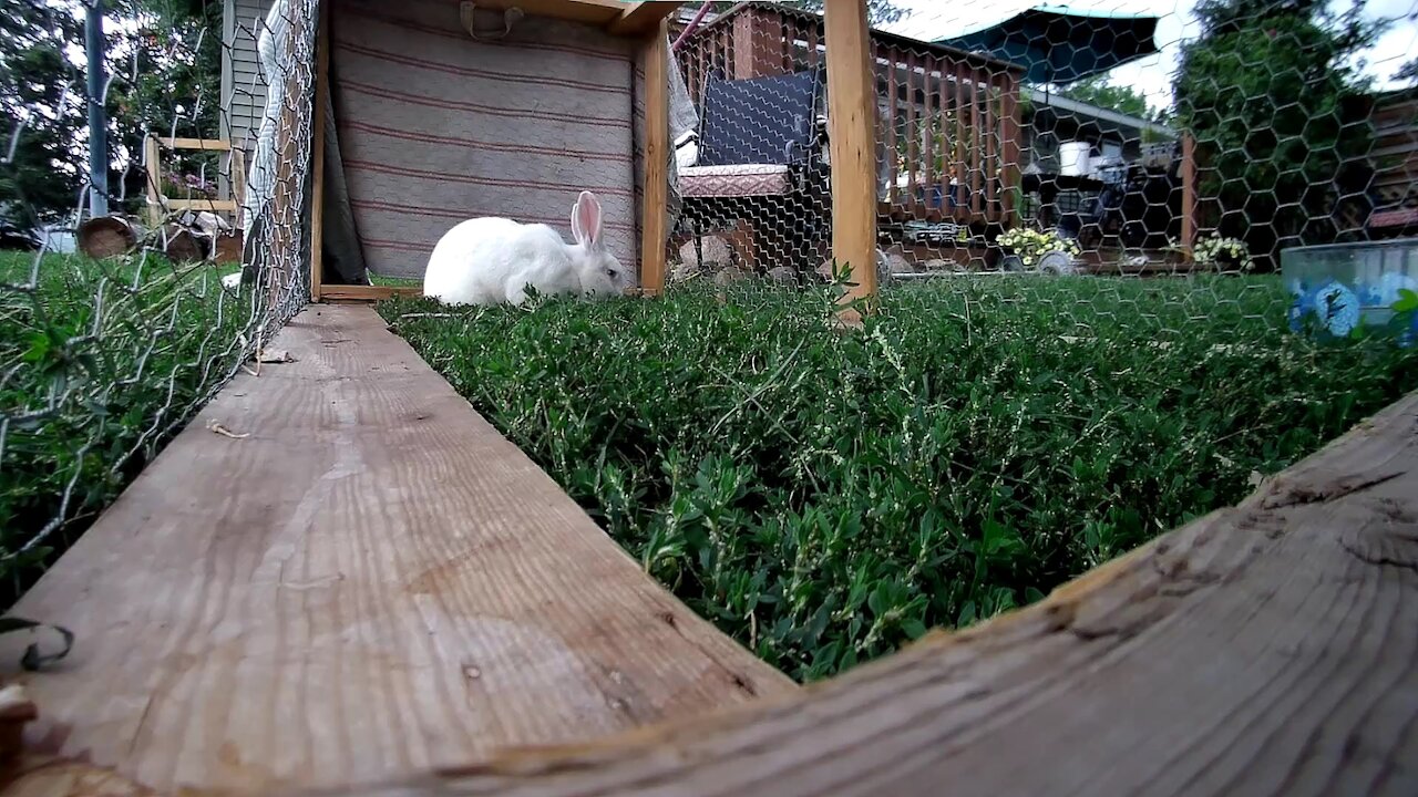 Shadow the rabbit literally exploding in excitement over fresh green