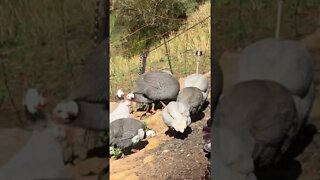 Free range guinea fowl and cats. Farm life.