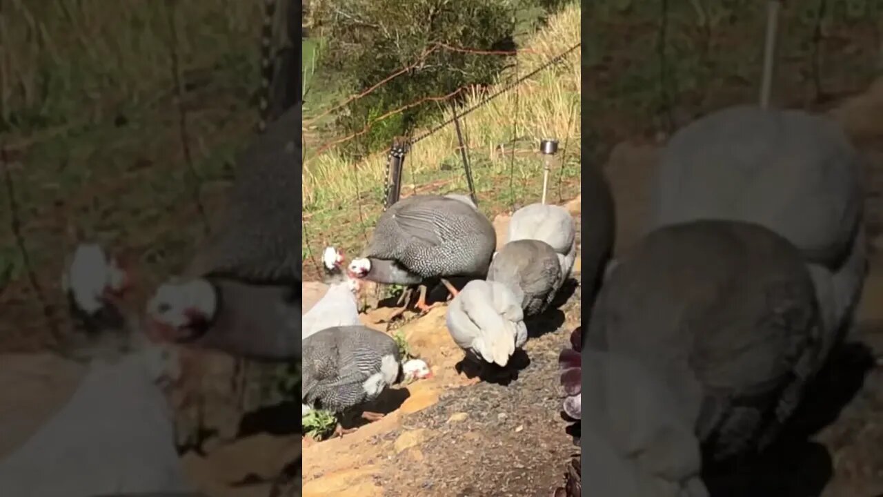 Free range guinea fowl and cats. Farm life.