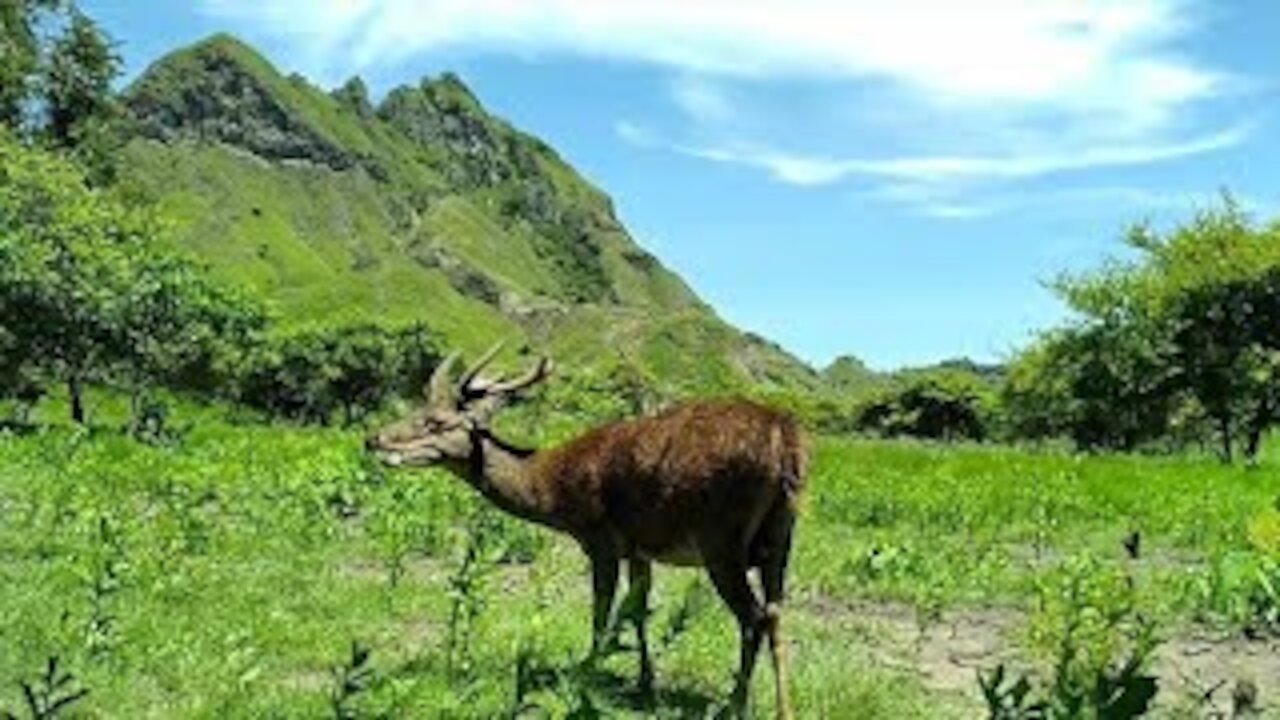 Beautiful Wild Deer Moments on Padar island Indonesia