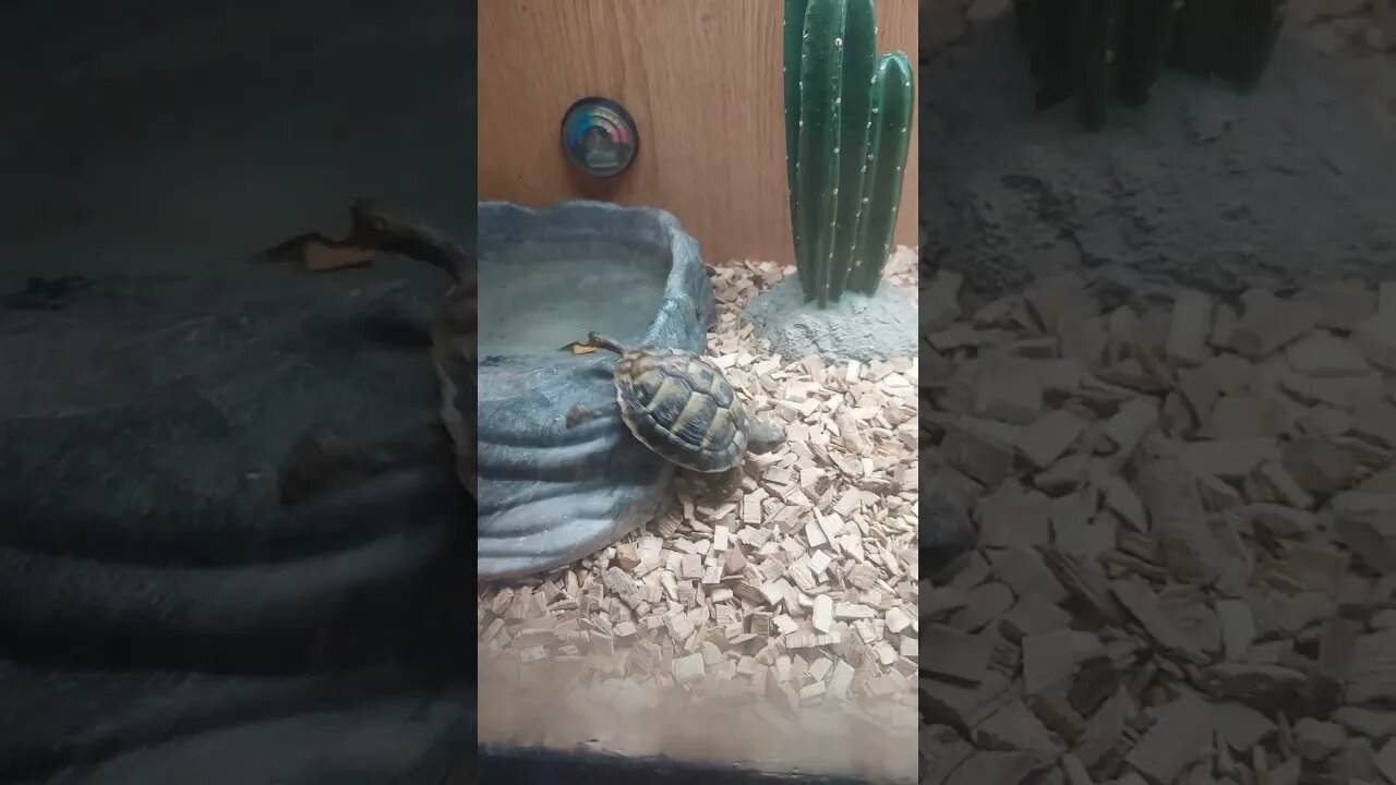 Baby tortoises taking a bath 🐢 #pets #turtle #shorts