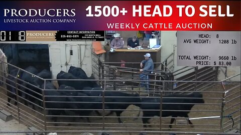 1/12/2022 - Producers Livestock Auction Company Cattle Auction