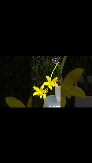 🤩 Petite Orchid 🔍👀👌🏼 from Brazil 🤩 Such Cute Blooms!! 🔍👀 Laelia briegeri #ninjaorchids #shorts