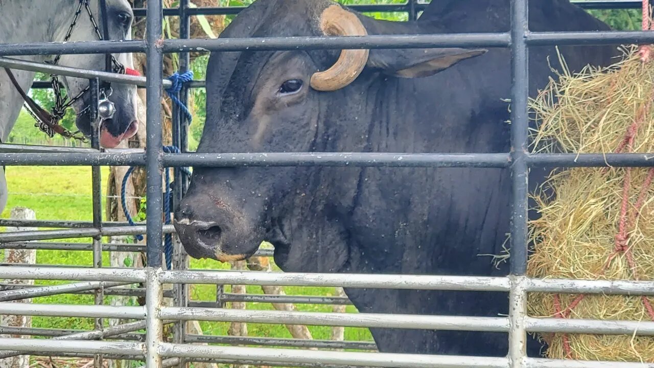 Costa Rican Cowboy brings in and loads bull