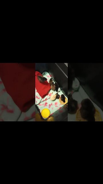 7 little chicks 9th March 2023