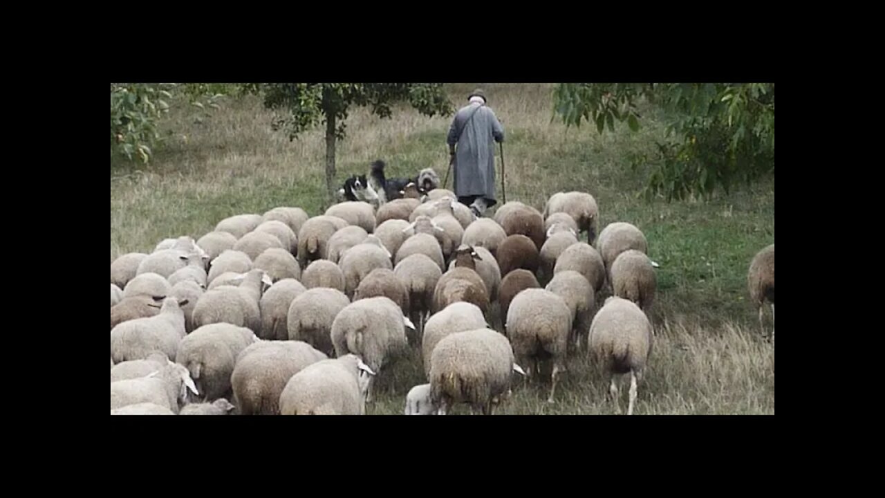 The Book of John: The Shepherd, part 2