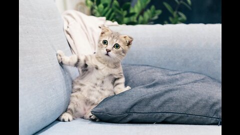 The Most Funny Cats and Dogs of 2022 - Try not to laugh