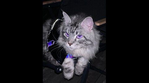 When your baby and your cat share the same stylist