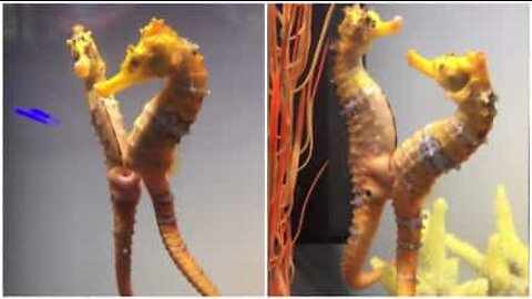 Merihevosten parittelurituaali on mielenkiintoista katsottavaa