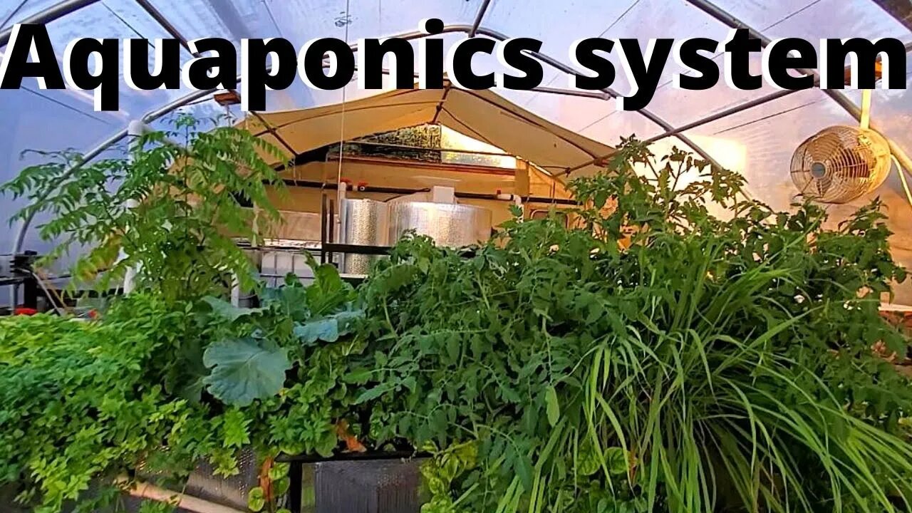 Aquaponic system update ( DIY greenhouse aquaponic system) #aquaponics