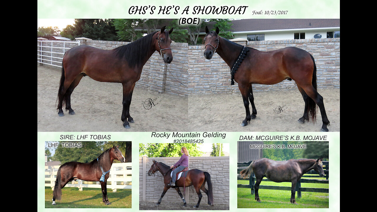 Gorgeous Rocky Mountain Gaited Gelding