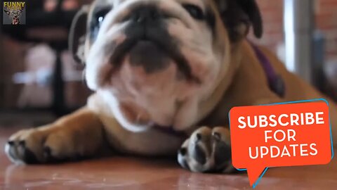 Funny Dogs: Try not to laugh