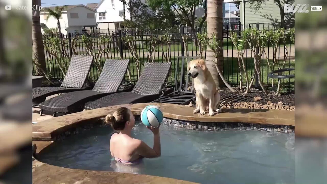 Air Bud! O cão com qualidades impressionantes no basquetebol