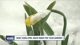 What does April snow mean for your garden?