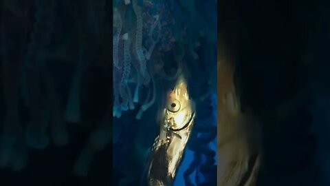 Denizanası, korkunç bir avcıdır.🤯 #shorts #denizanası #jellyfish