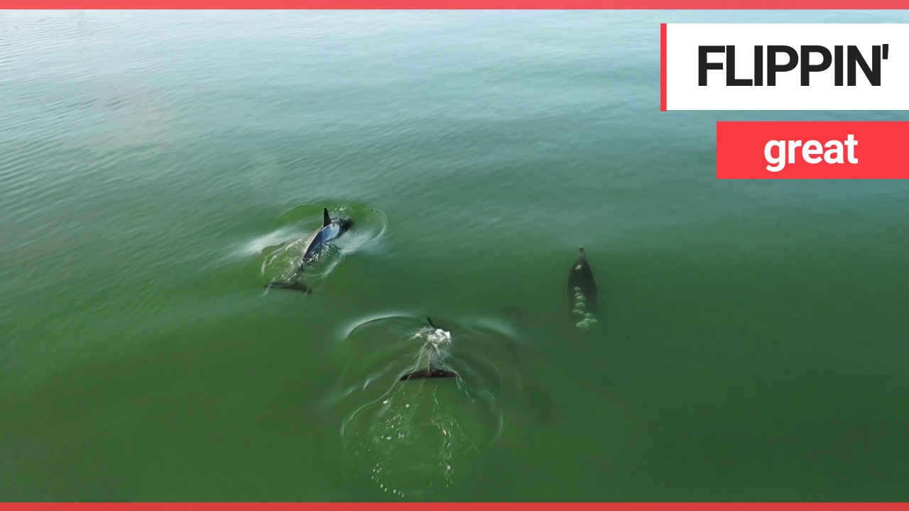 Stunning drone footage shows dolphins playing off the British coast