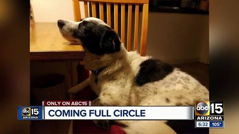 Missing dog reunited after car crash separates him from family