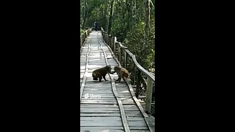 Monkeys on the Boardwalk