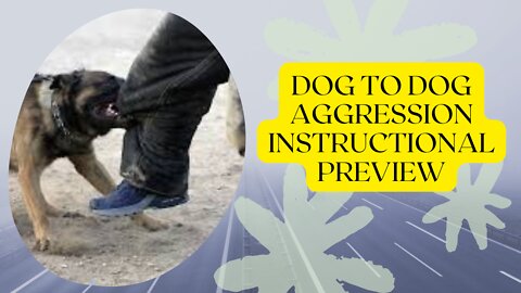 Dog to Dog Aggression Instructional Preview
