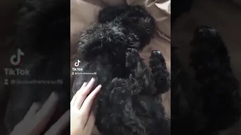 #Dogs #shorts #fyp #Dog #reels #viral #funny 7