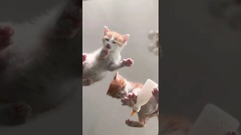 Funny Kittens