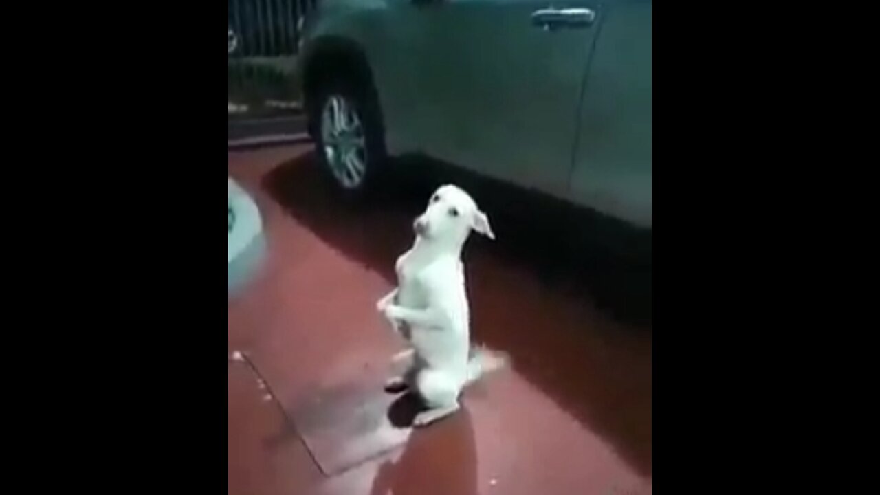 Dancing dog 😋