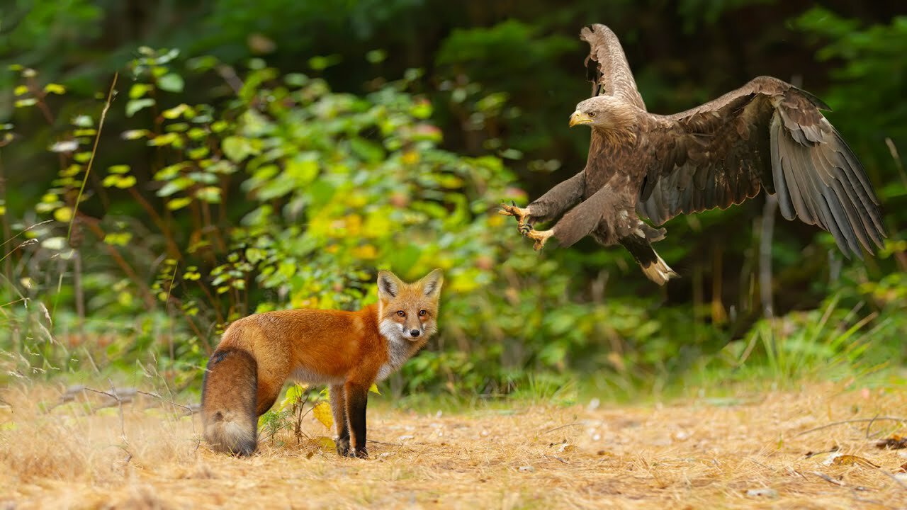 How Golden Eagle Attacks Fox From The Sky