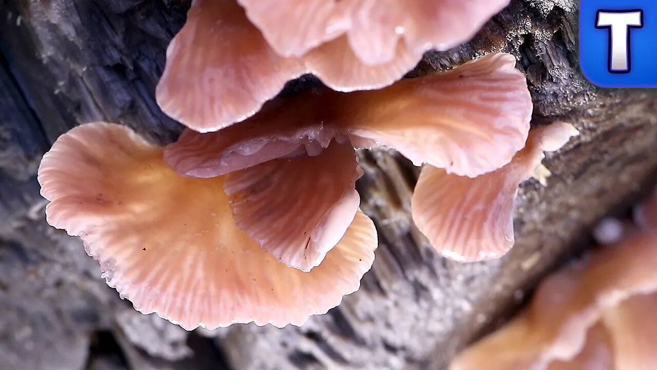 Hiking and Finding Rare Edible Mushrooms! | Mount Hankin, Vancouver Island, Canada