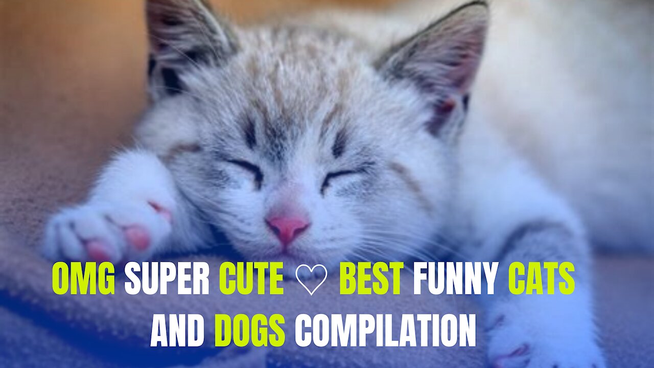 OMG Super Cute - Best Funny Cats and Dogs Compilation