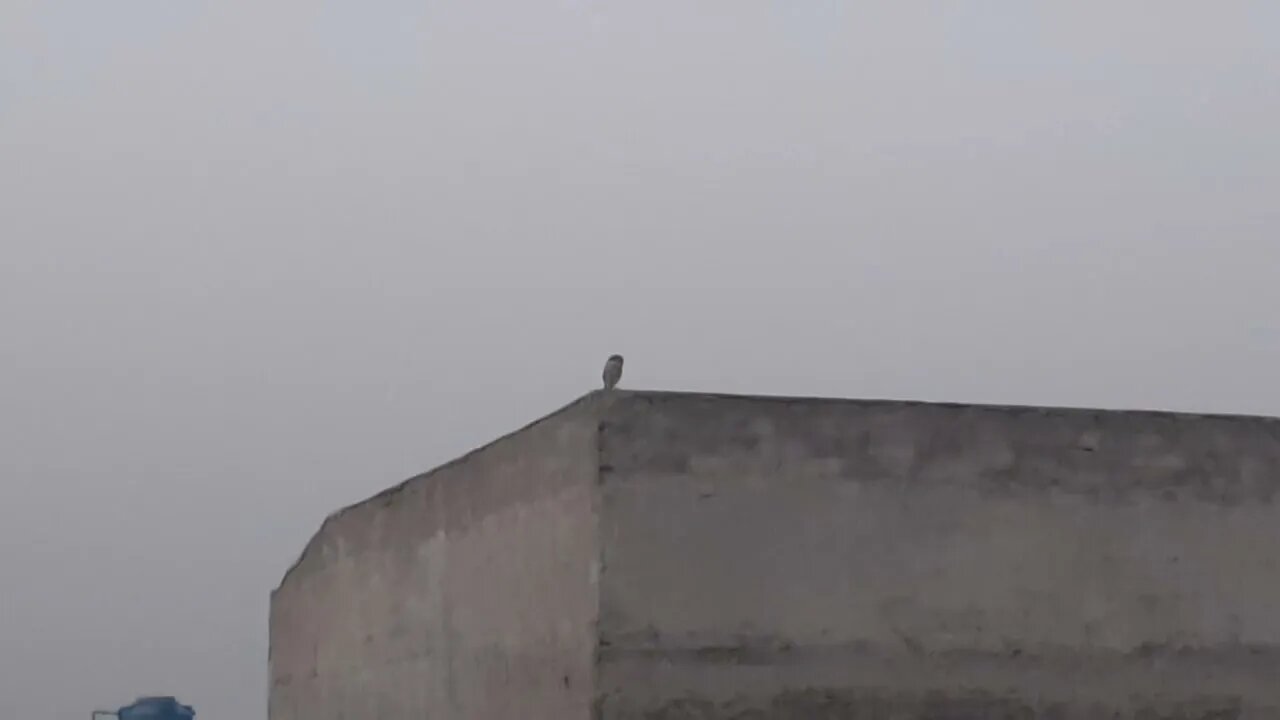 Cute owl is looking for his breakfast #owl #morning #breakfast