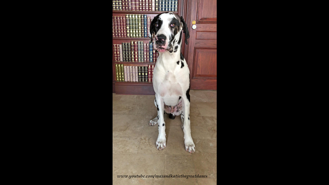 Training a Great Dane Puppy to Sit for a Weekly Photo Portrait