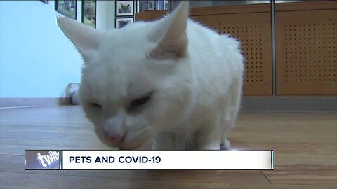 Pets and COVID-19: What you should know