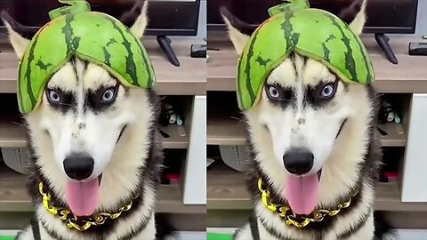 Husky's helmet. Don't laugh after looking at it.