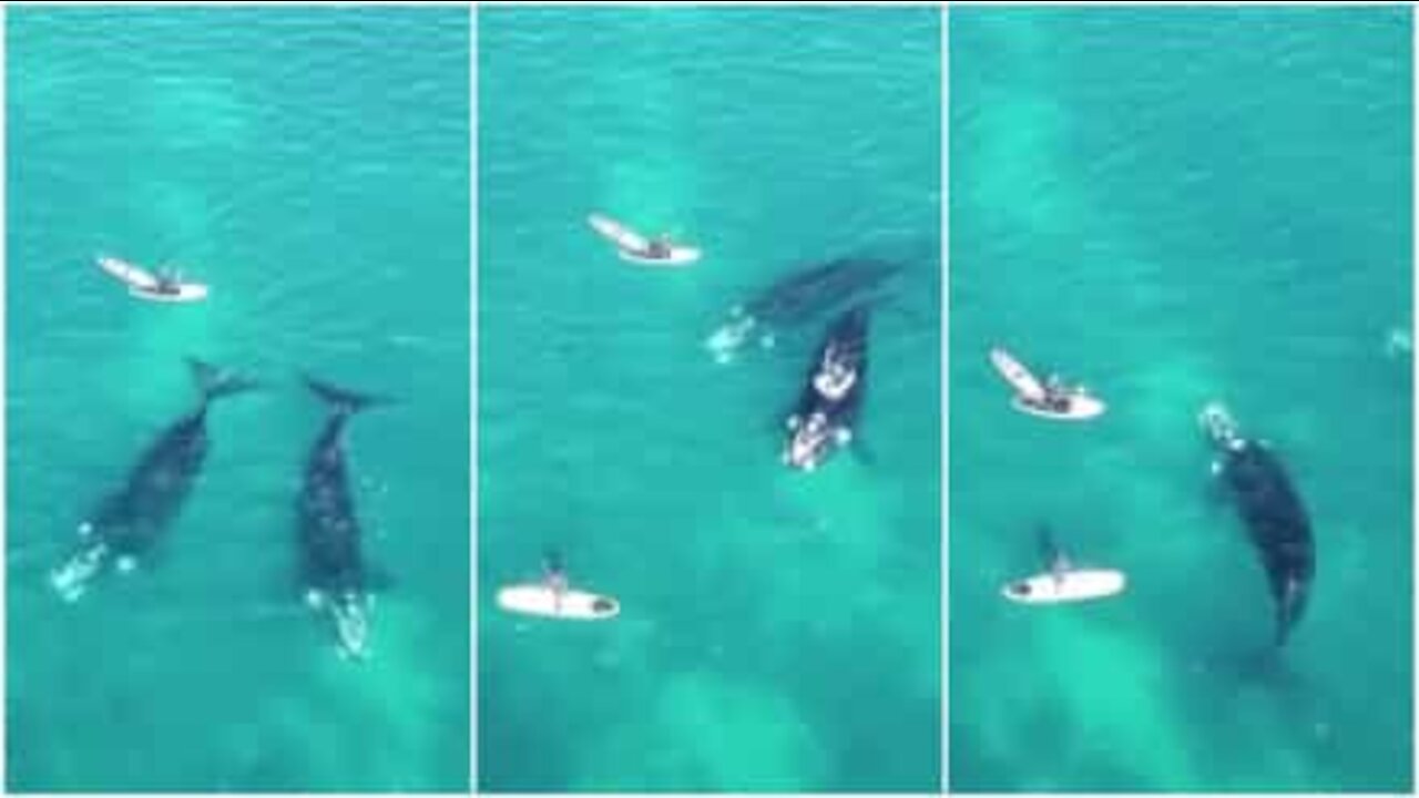 Padre e figlio incontrano balene in Australia