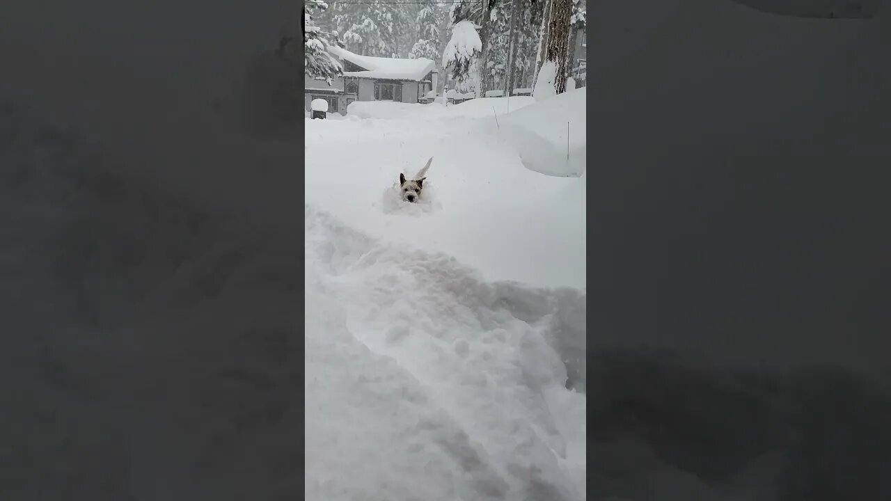 Ares Jack Russell dog swims like a dolphin