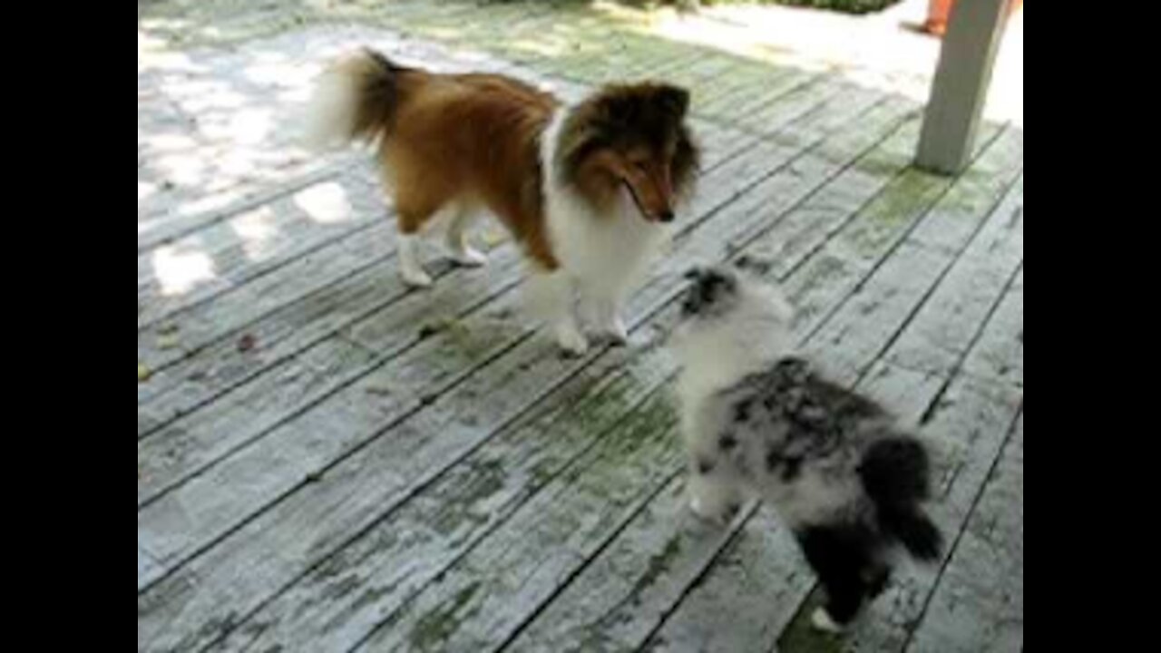 Shelties Sky and Baby Gideon play