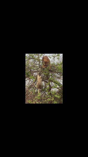 The tiger falls from the top of the tree