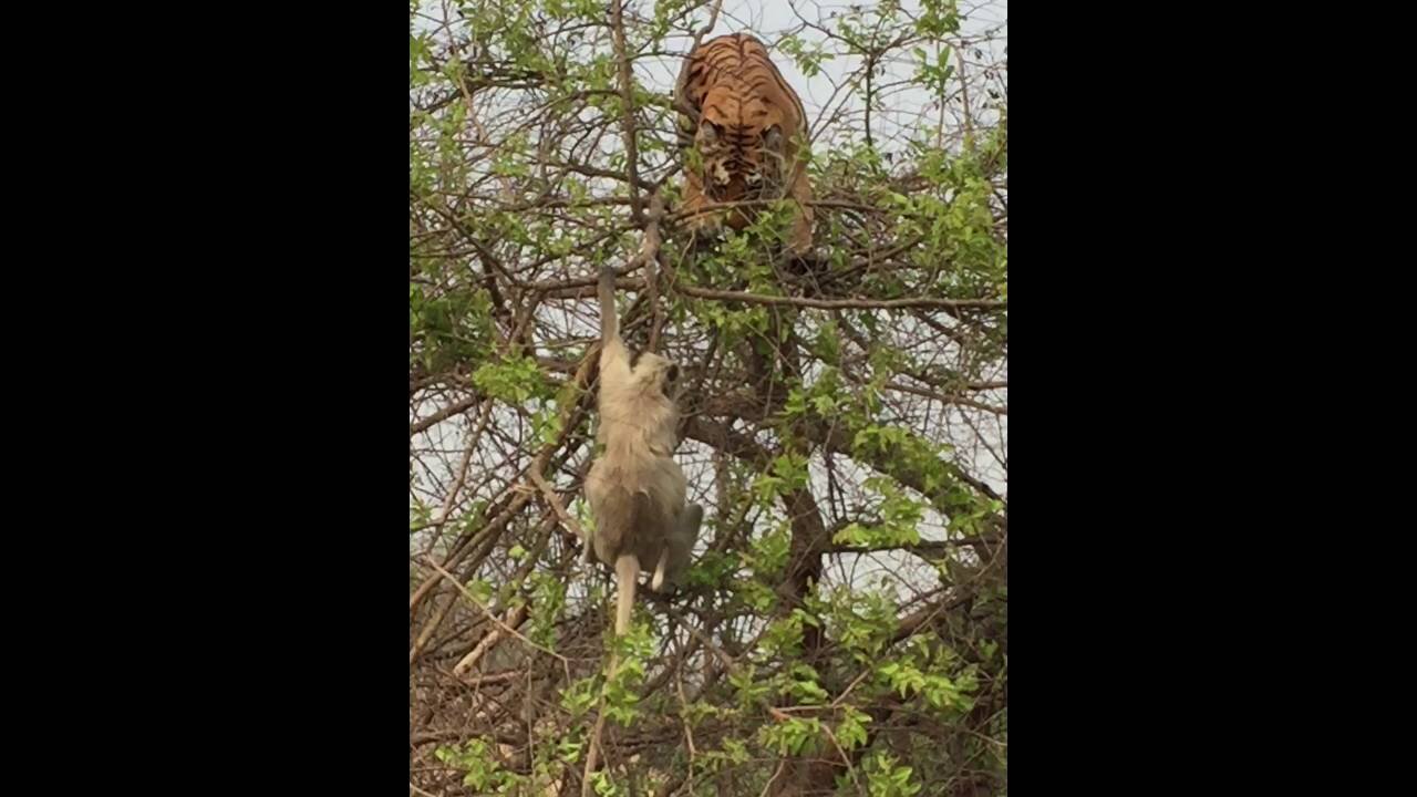 The tiger falls from the top of the tree