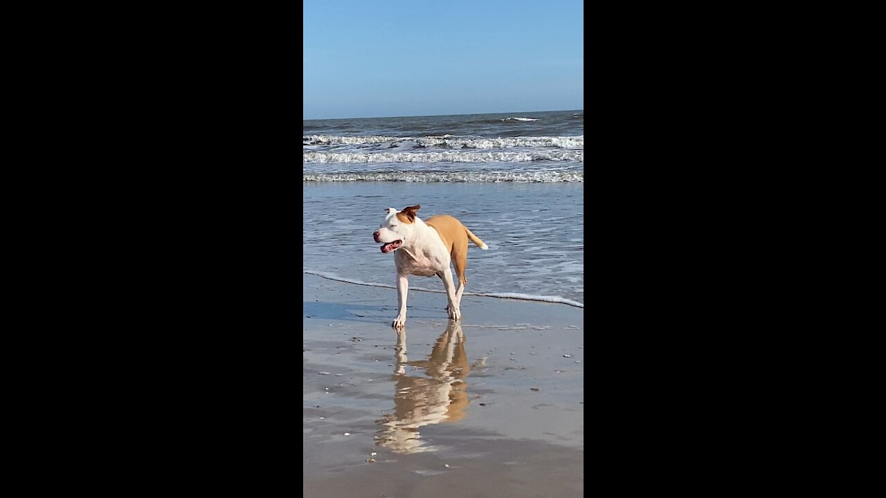 Beach gazing￼