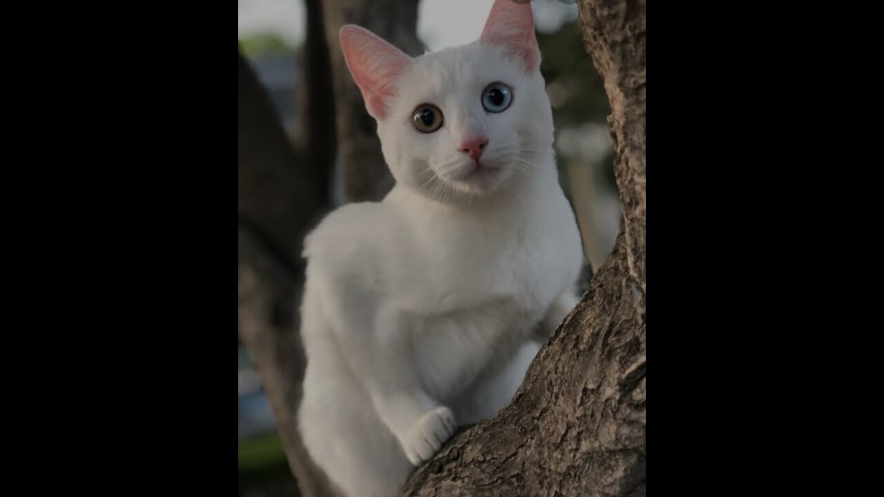 Funny cat and baby playing