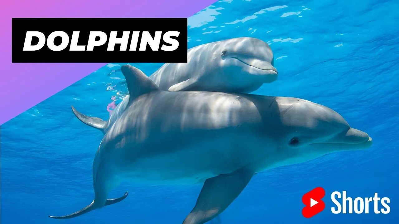 Dolphins 🐬 One Of The Most Intelligent Animals In The World #shorts #dolphins #intelligentanimals