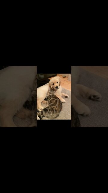 1Min Animal World #dogs #cats #pet