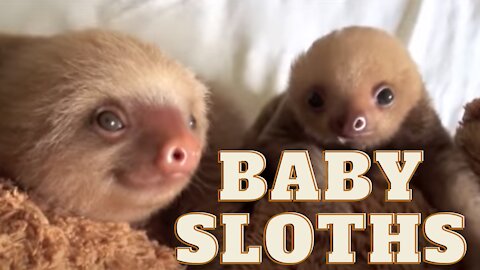 Baby Sloths Being Sloths - FUNNIEST Compilation 2021