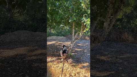 Dog Takes Long Pee On Apple Tree! 🤣